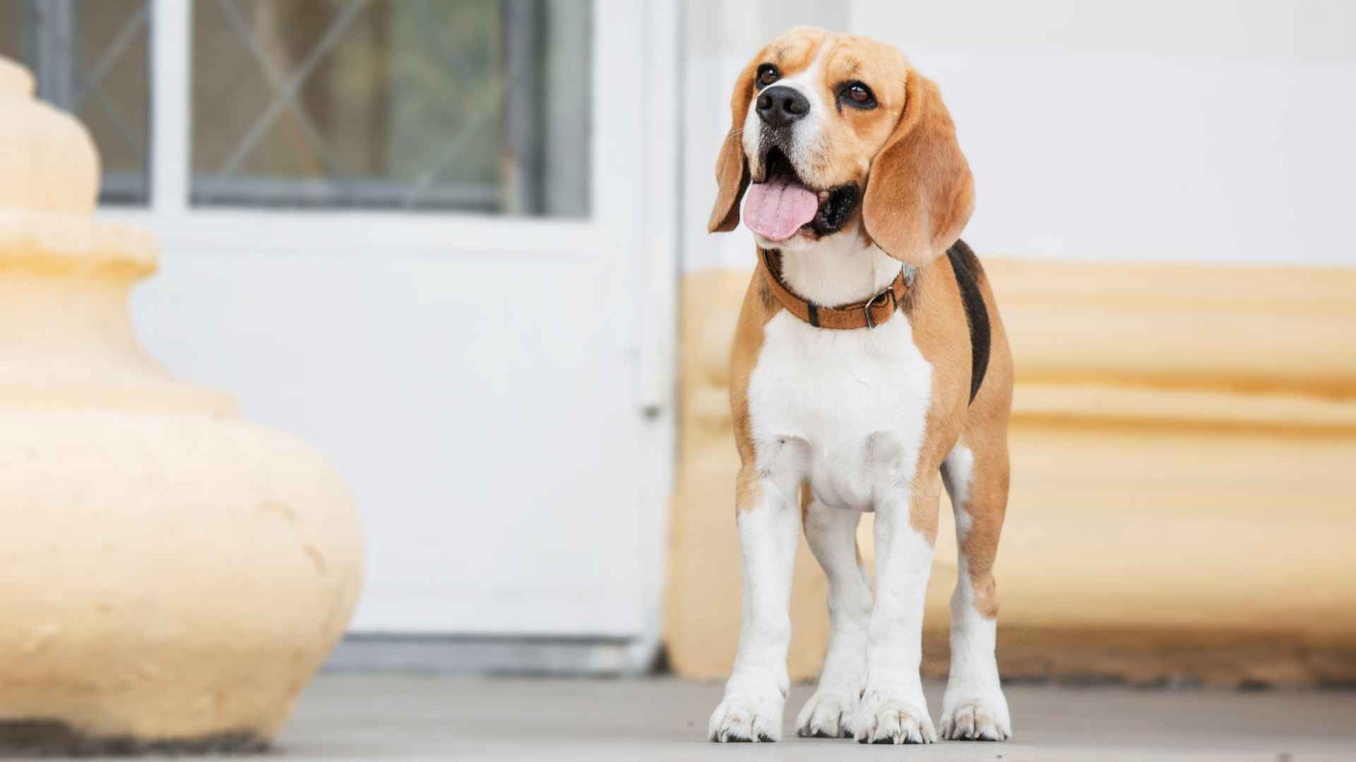 7 Dog Breeds That Predict Owners' Return by Smell