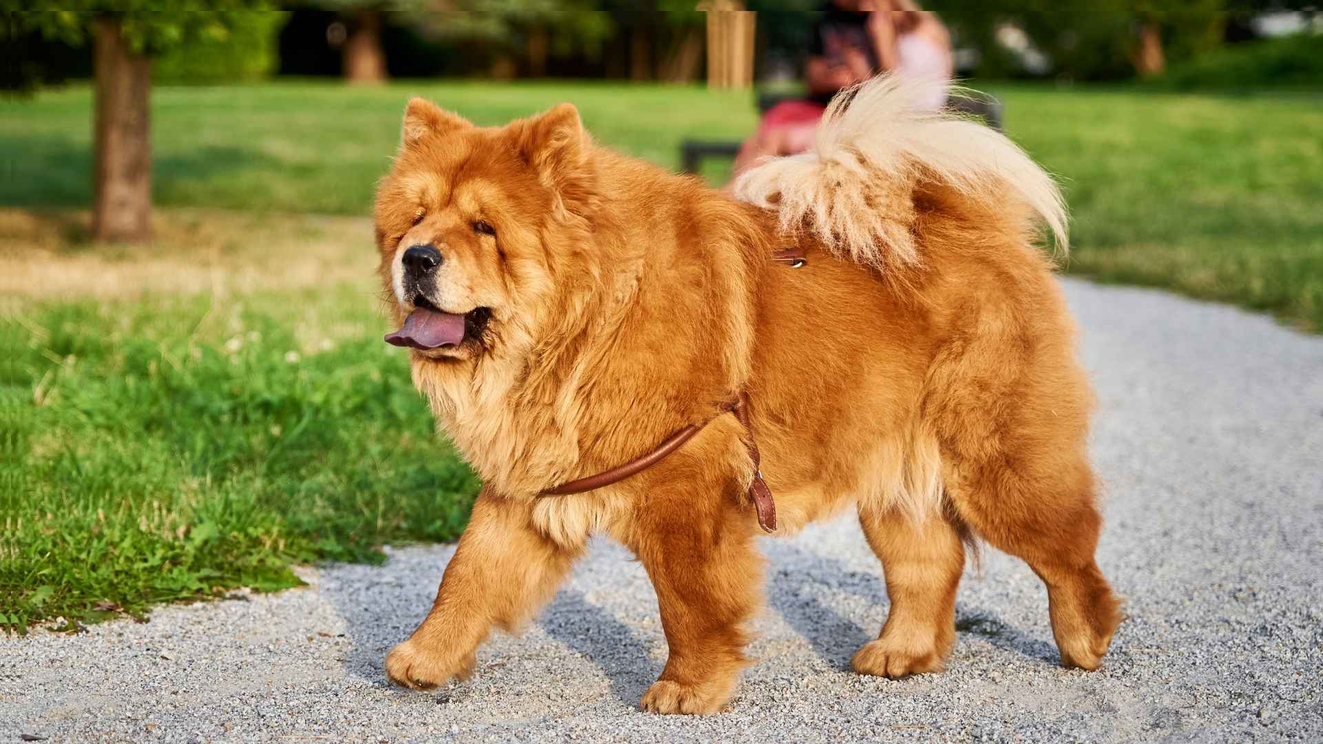 7 Dog Breeds That Prefer to Think For Themselves