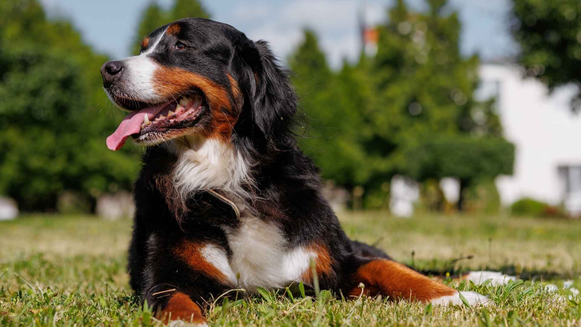 7 Dog Breeds That Protect Homes From Stray Animals