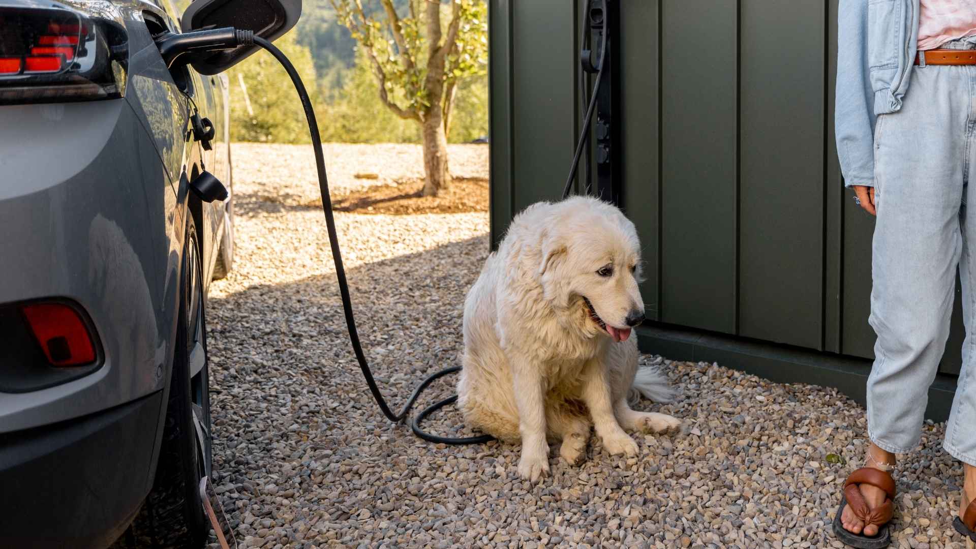 7 Dog Breeds That Protect Open Car Doors In Garages