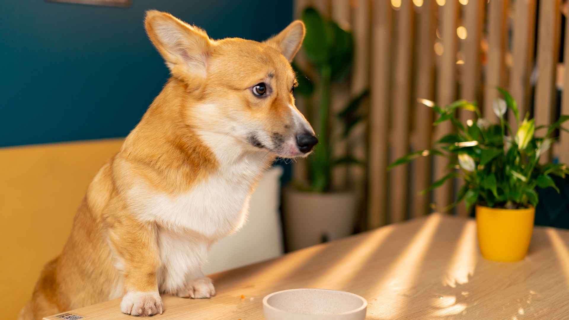 7 Dog Breeds That Push Bowls Toward Owners When Empty