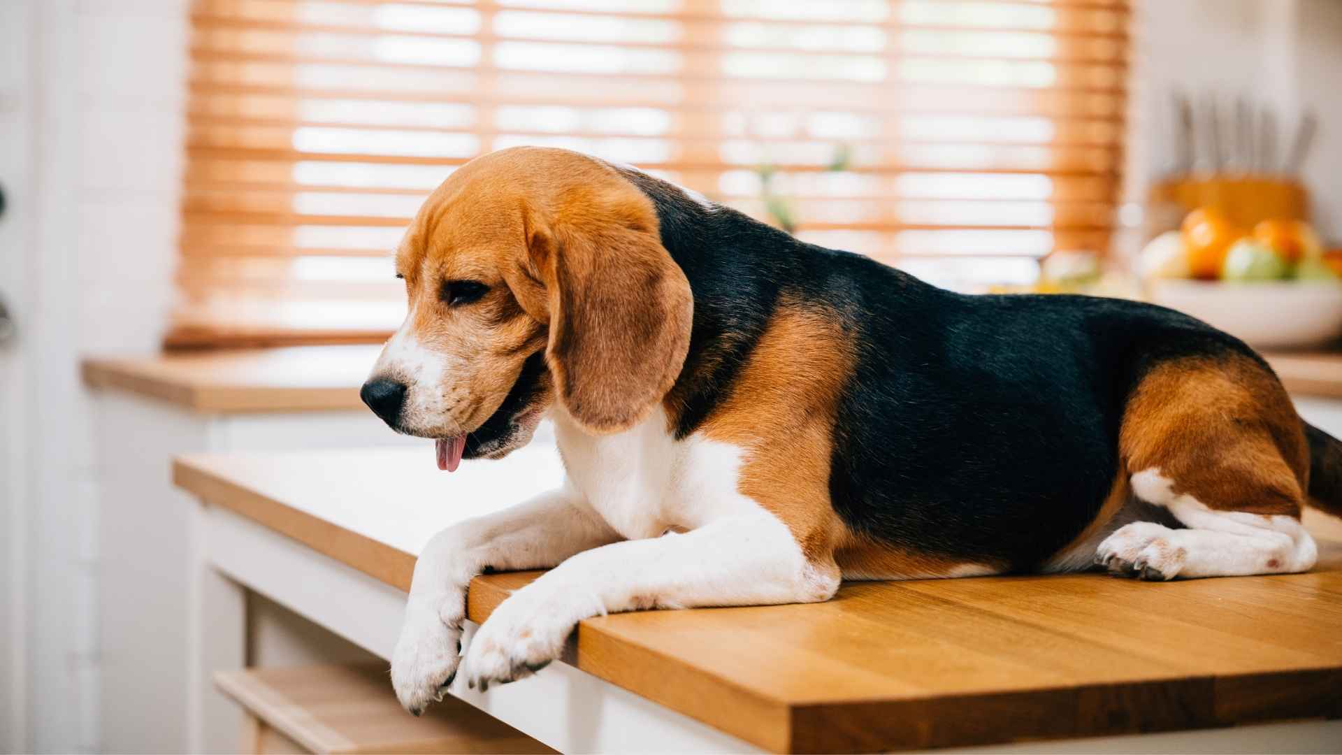 7 Dog Breeds That Push Buttons For More Food