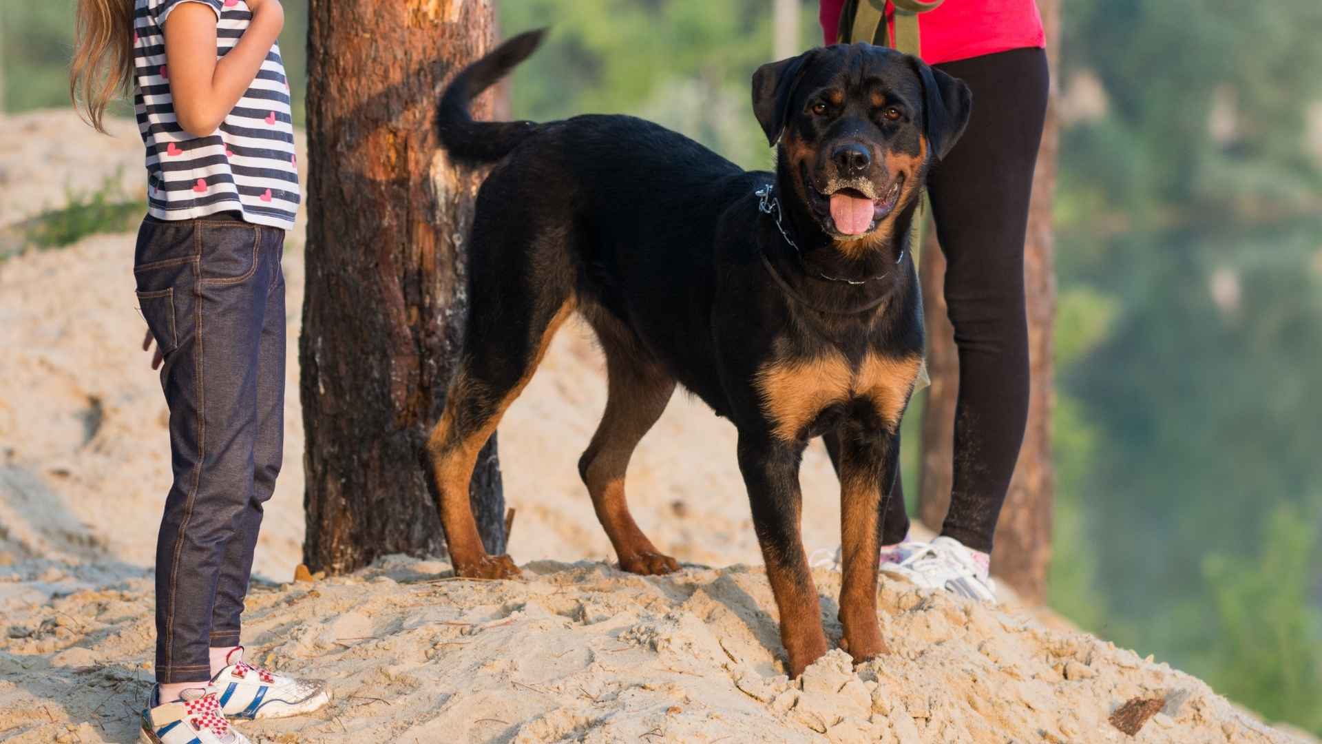 7 Dog Breeds That Push Kids Out Of Harm’s Way