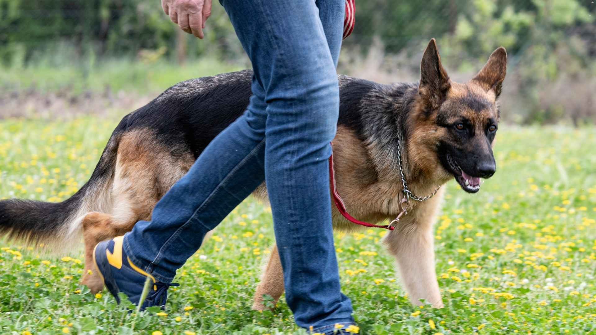 7 Dog Breeds That Rarely Make Training Messy