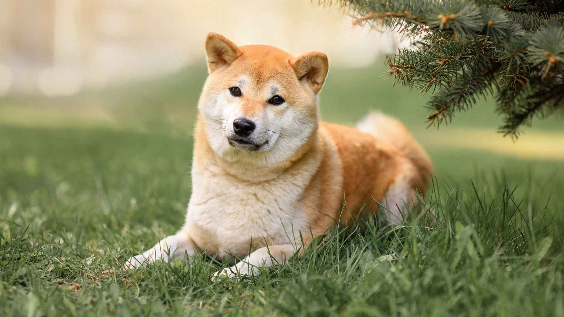 7 Dog Breeds That Rarely Need Special Senior Care