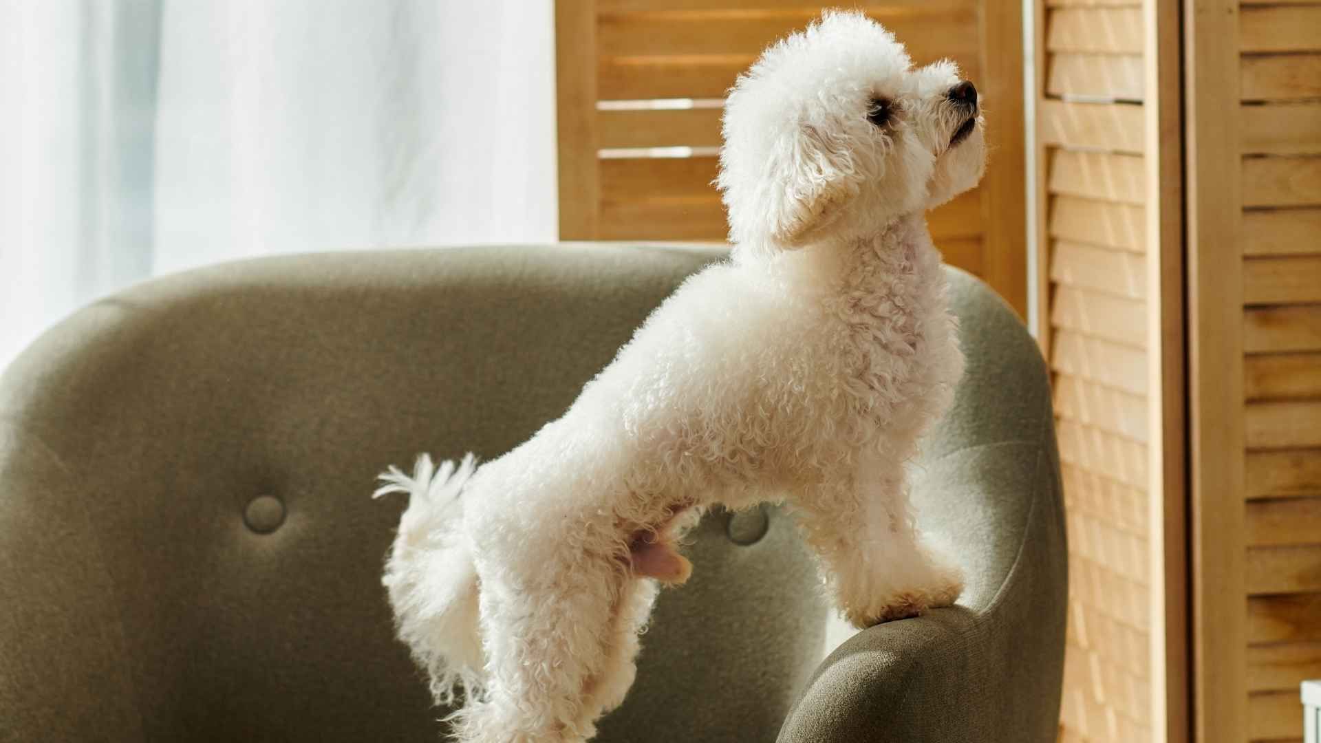 7 Dog Breeds That Rarely Scratch Doors Indoors