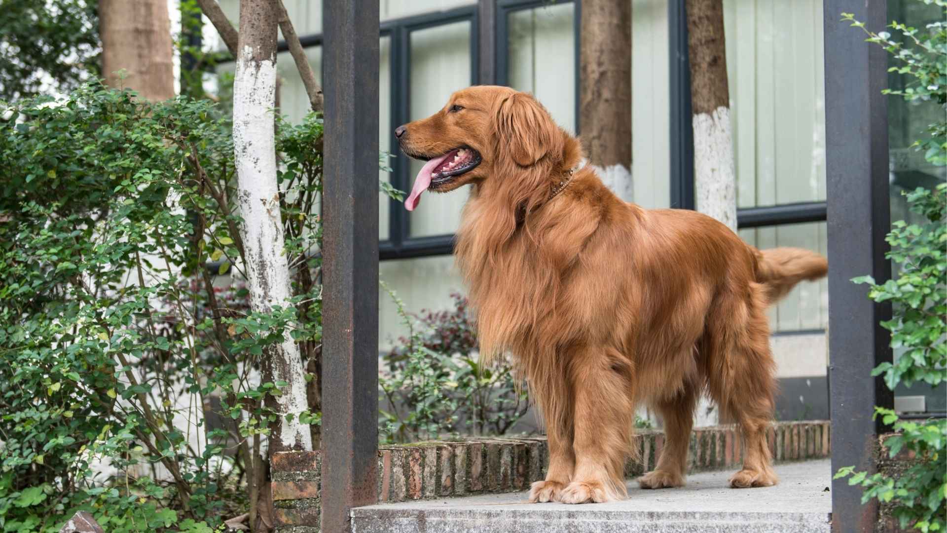 7 Dog Breeds That Recognize Owners By Smell Instantly