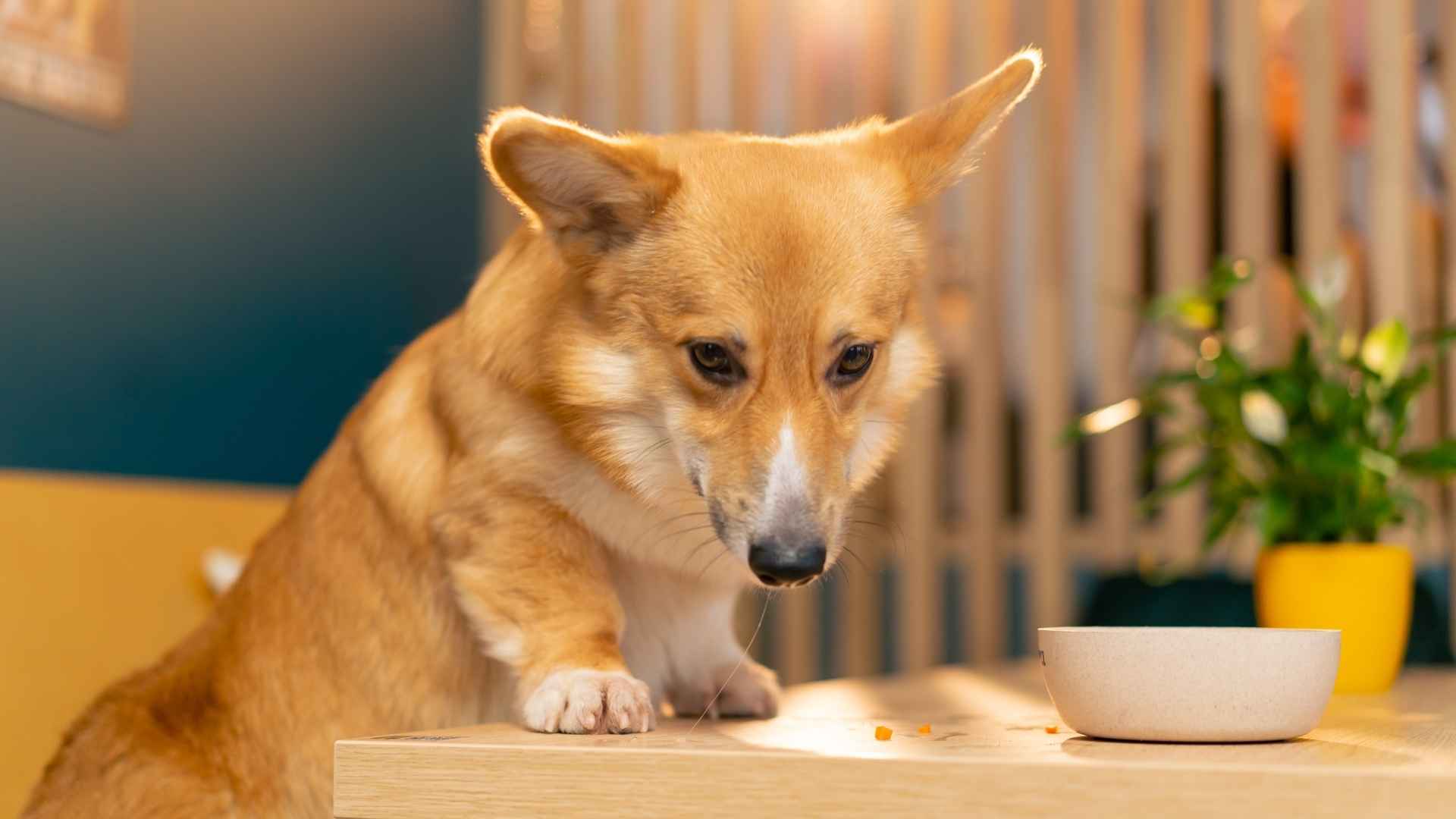 7 Dog Breeds That Refuse Food When Owners Are Away