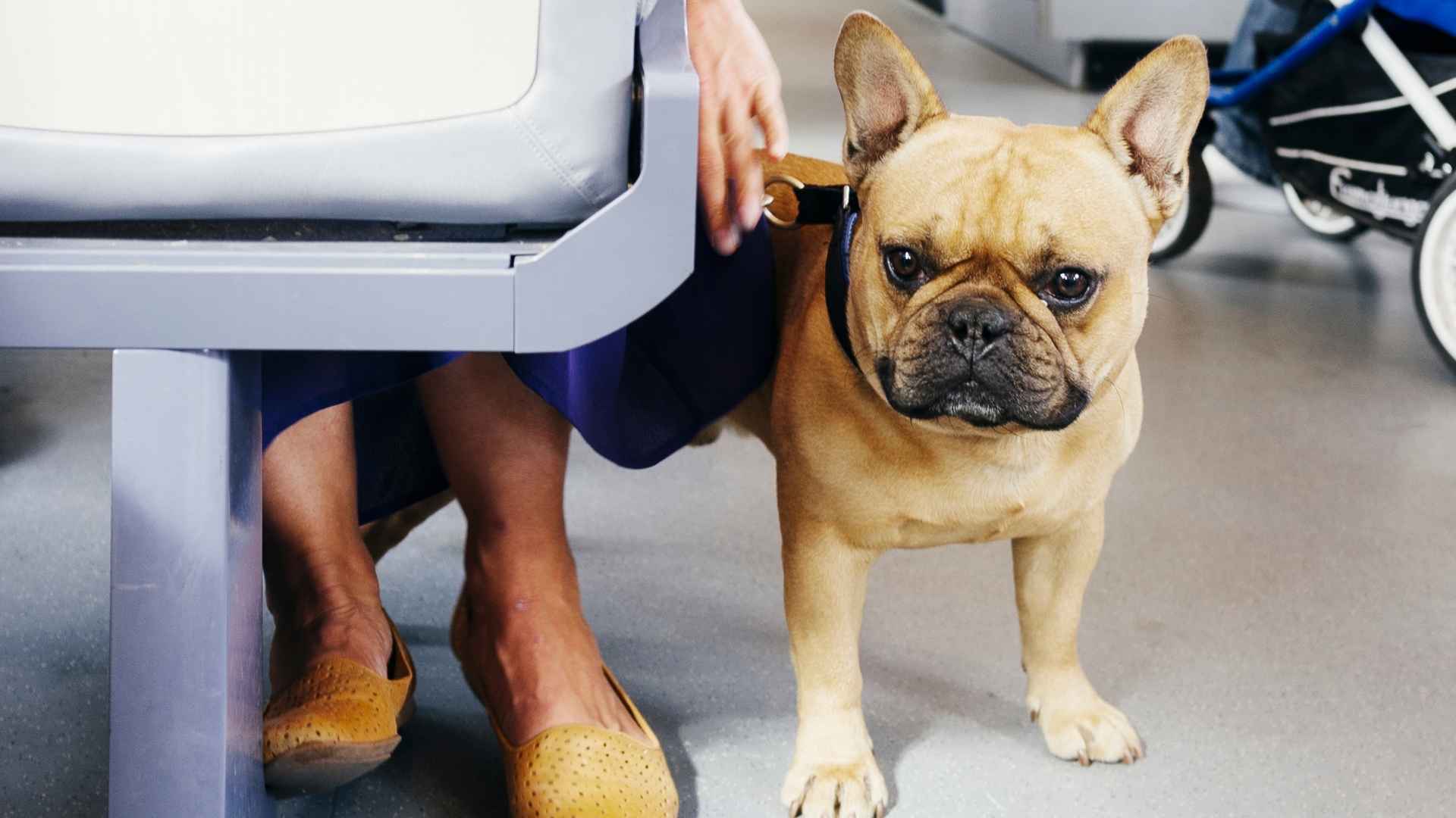 7 Dog Breeds That Relax In Buses Without Barking