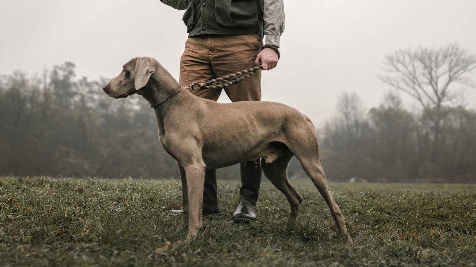 7 Dog Breeds That Rescued Hunters From Traps