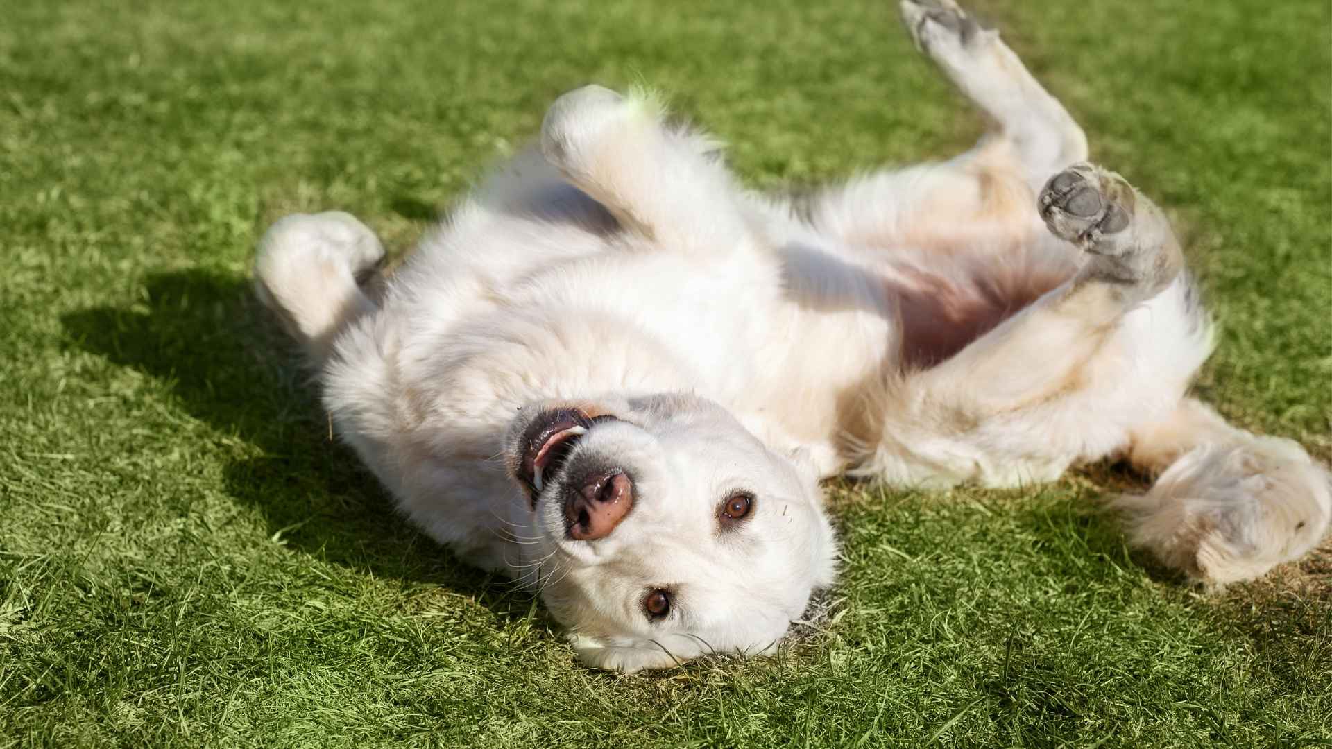 7 Dog Breeds That Roll on Their Backs Like Happy Puppies