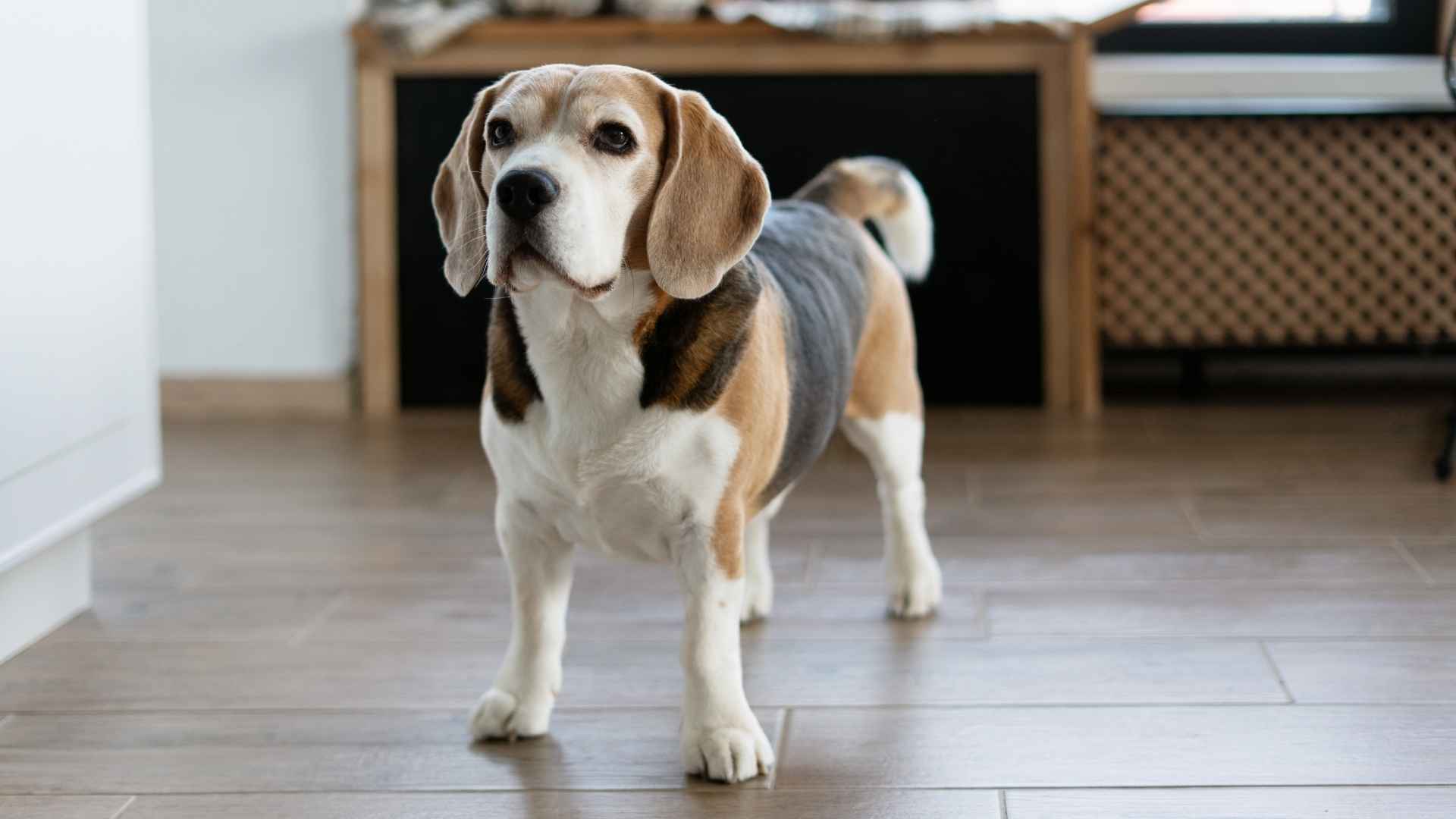 7 Dog Breeds That Sense Fire Smell Early In Kitchens