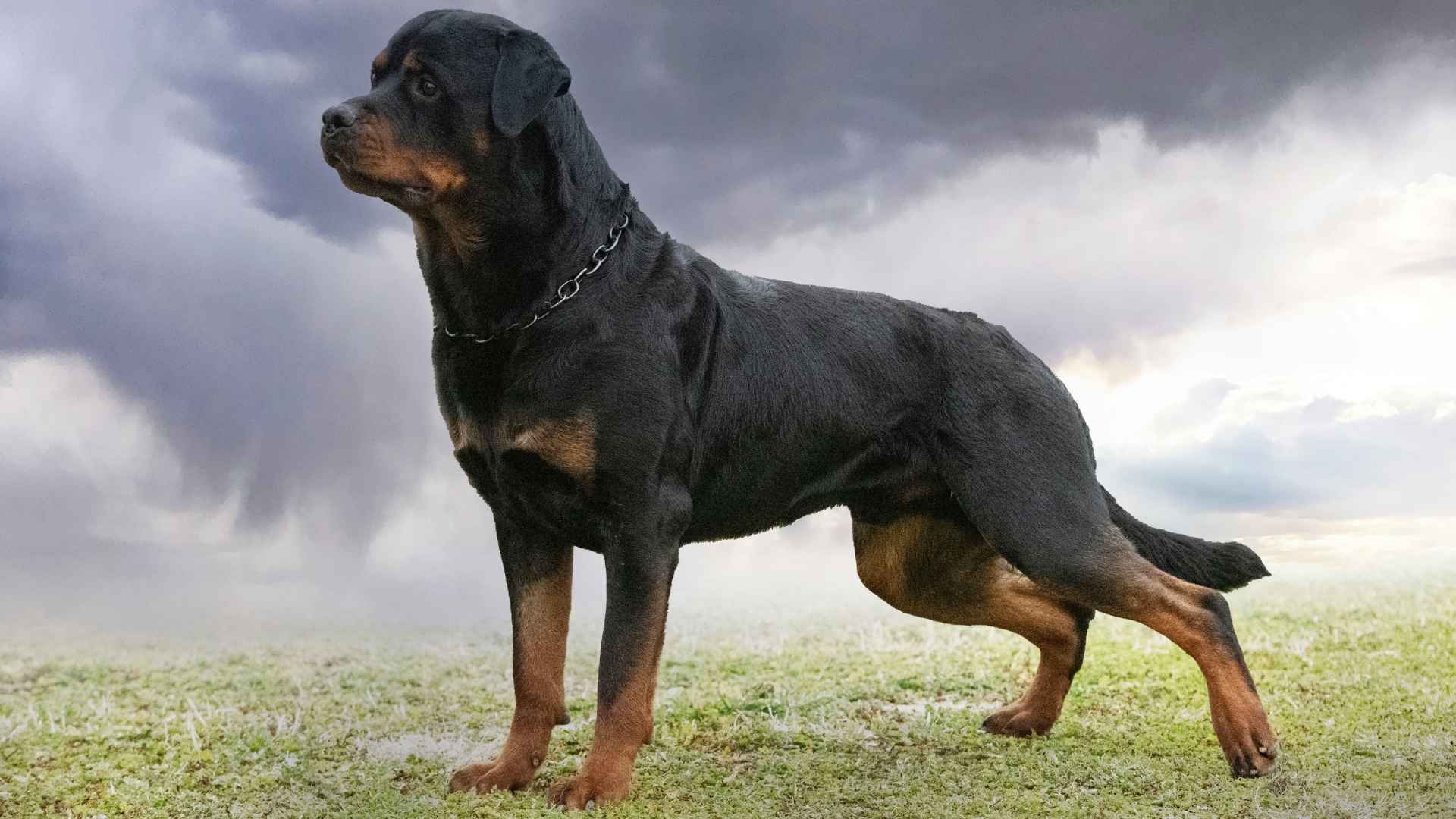 7 Dog Breeds That Sense Storms Before They Arrive