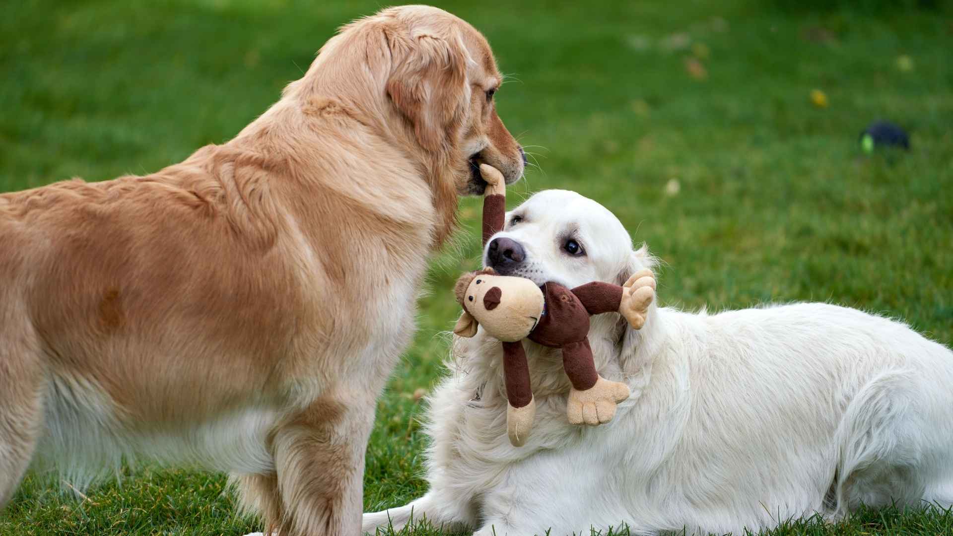 7 Dog Breeds That Share Toys With Other Dogs Happily