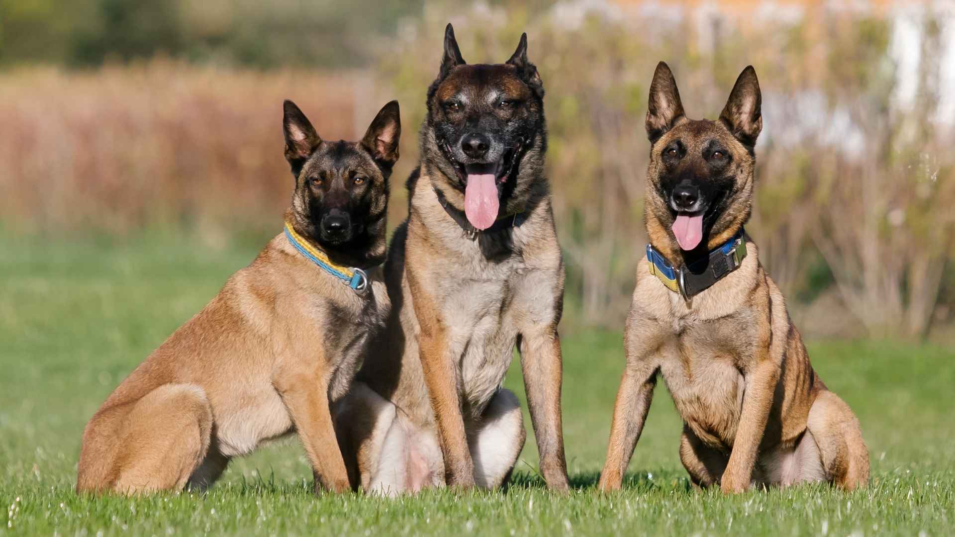 7 Dog Breeds That Should Be The Head Of The Pack