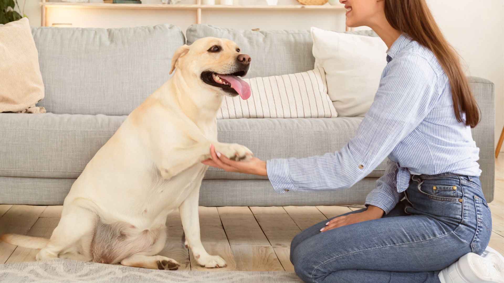 7 Dog Breeds That Show Warm Welcome Home
