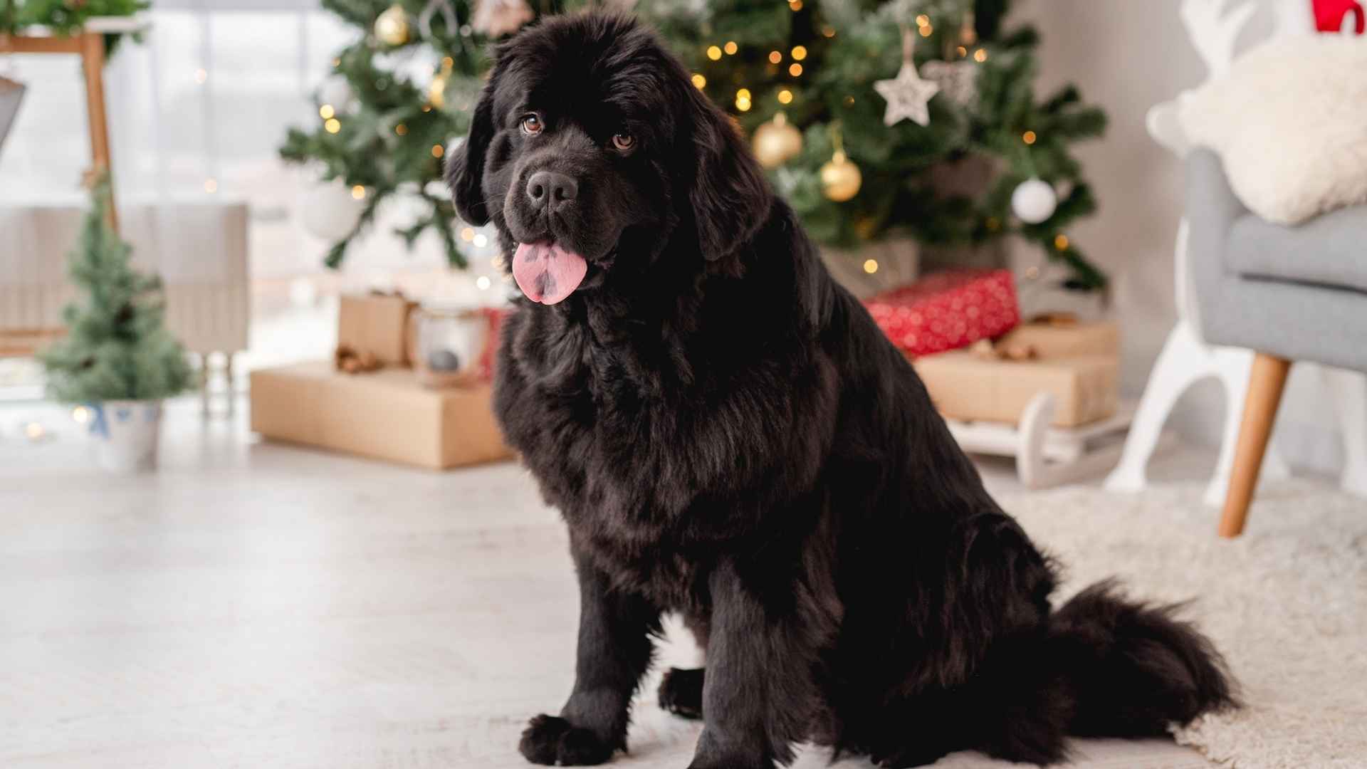 7 Dog Breeds That Sit Beside Holiday Trees Happily