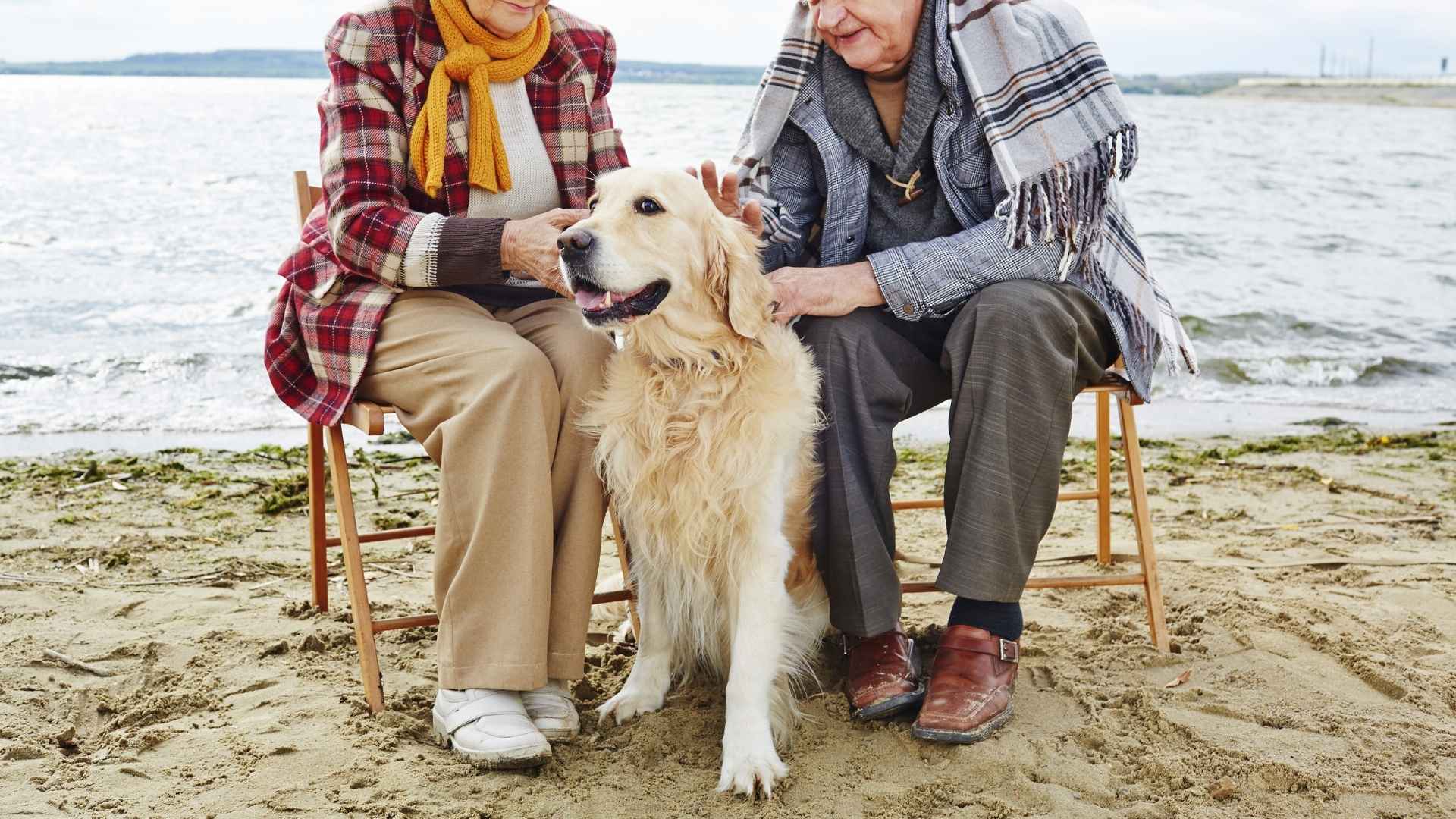 7 Dog Breeds That Sit Calmly Beside Seniors During Travel