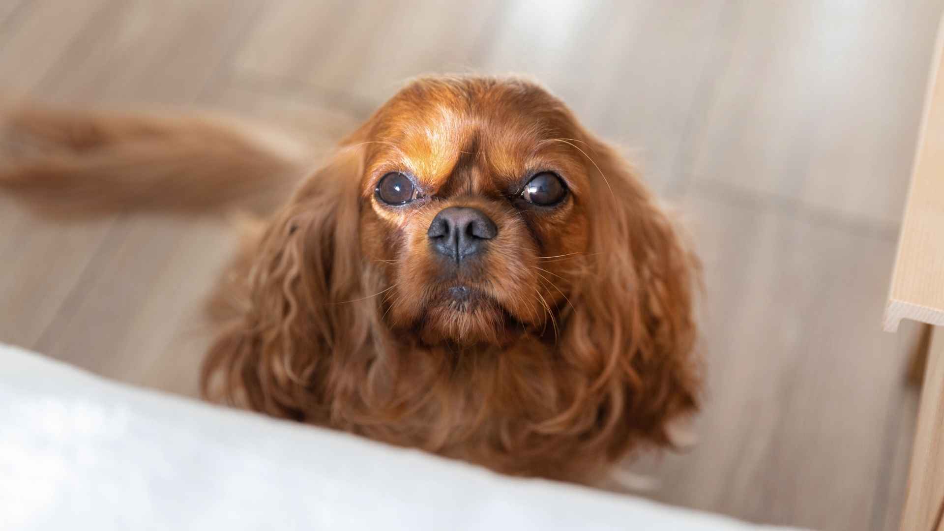 7 Dog Breeds That Sit Calmly During Family Arguments