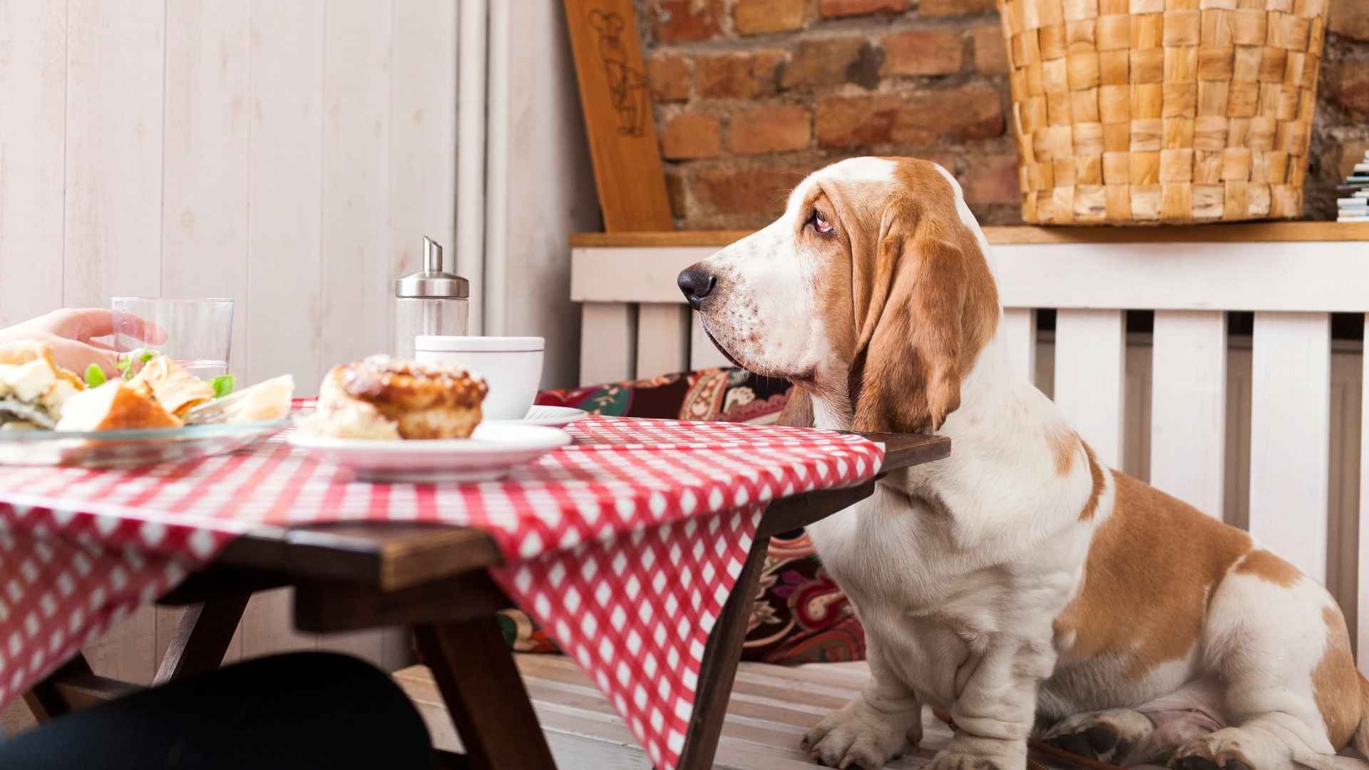 7 Dog Breeds That Sit Calmly While Treats Are Served