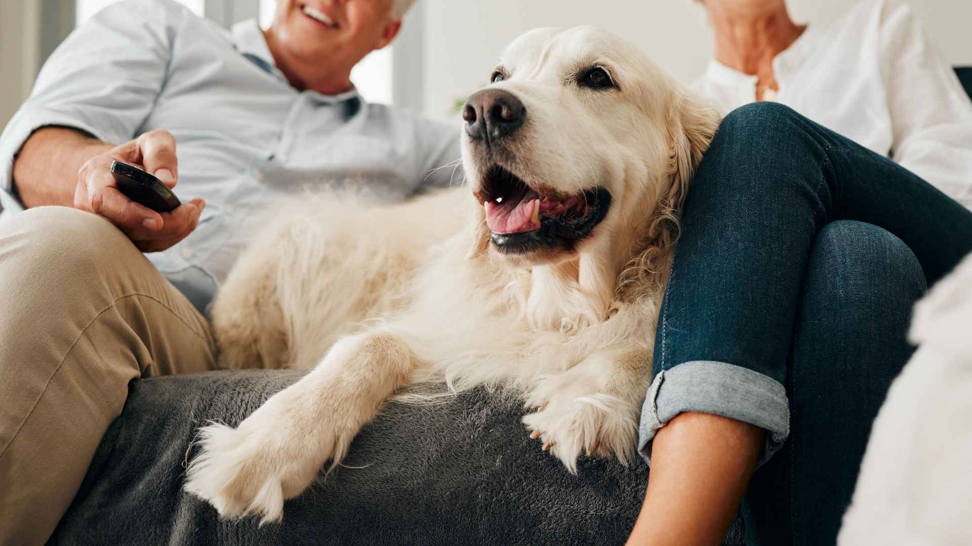 7 Dog Breeds That Sit Near Seniors During Morning News