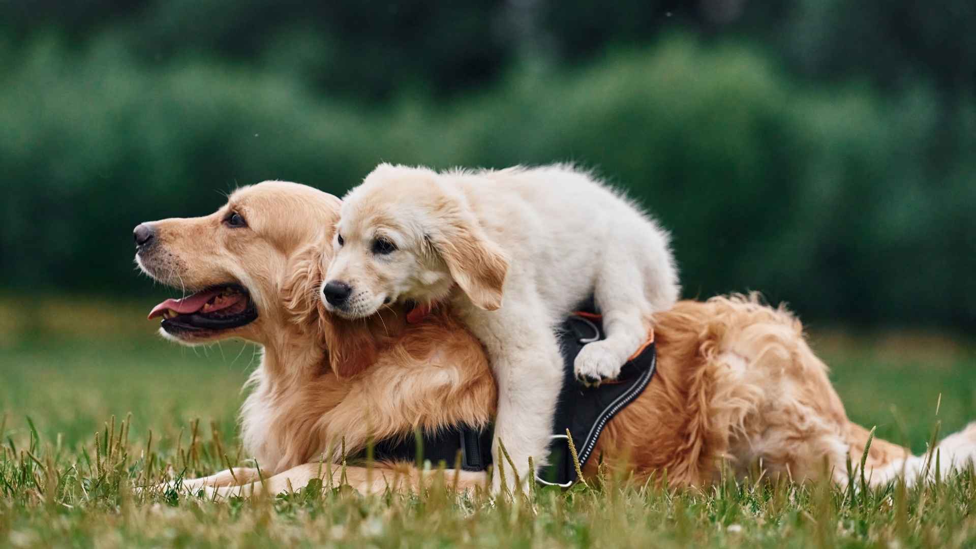 7 Dog Breeds That Sit On Top Of Other Dogs Playfully