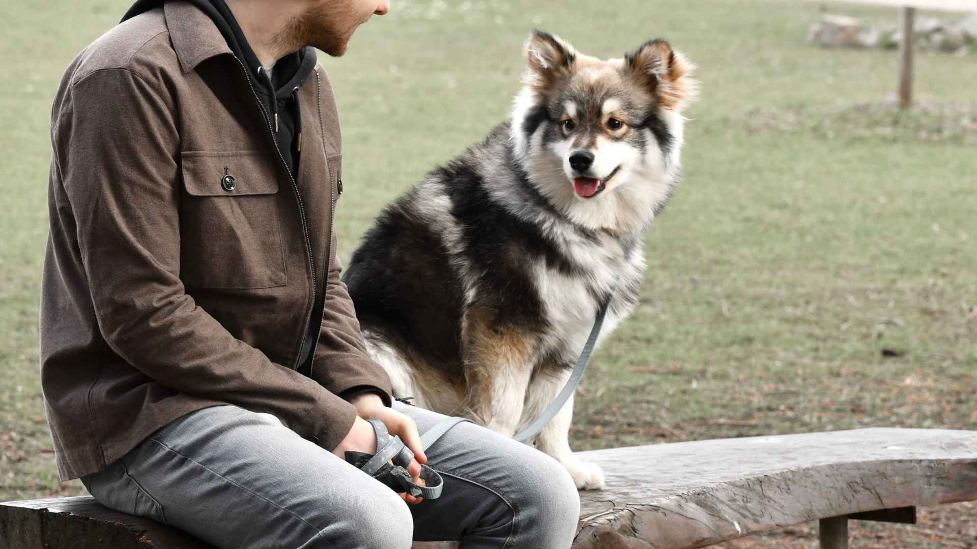 7 Dog Breeds That Sit Patiently Beside Strangers On Benches