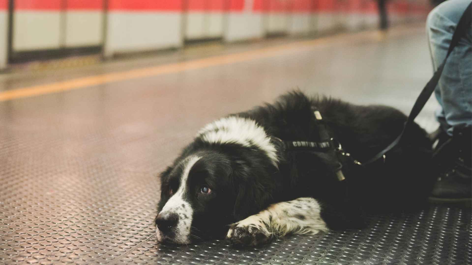 7 Dog Breeds That Sleep Through Noisy Train Stations