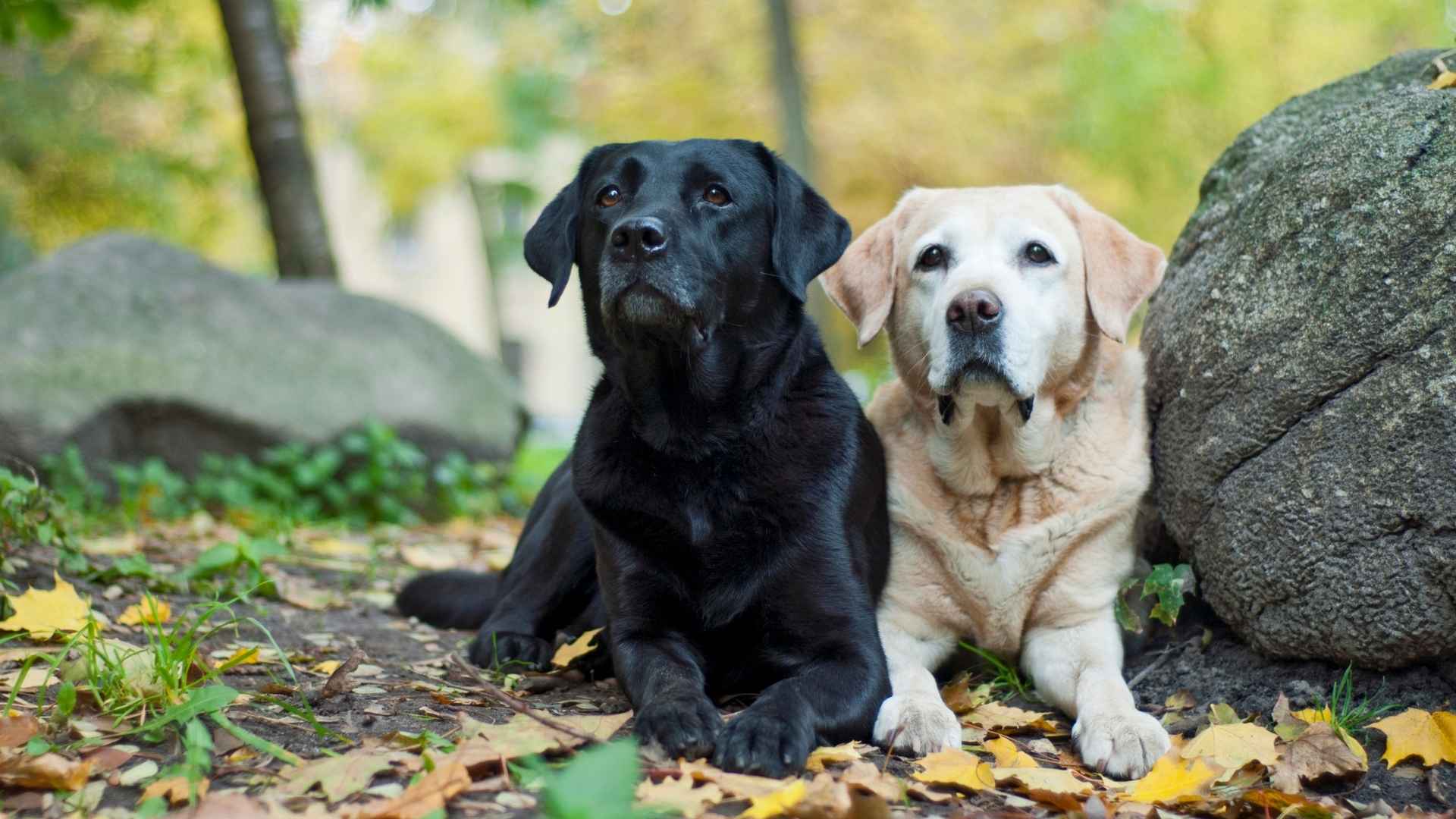 7 Dog Breeds That Smell Changes in Blood Pressure
