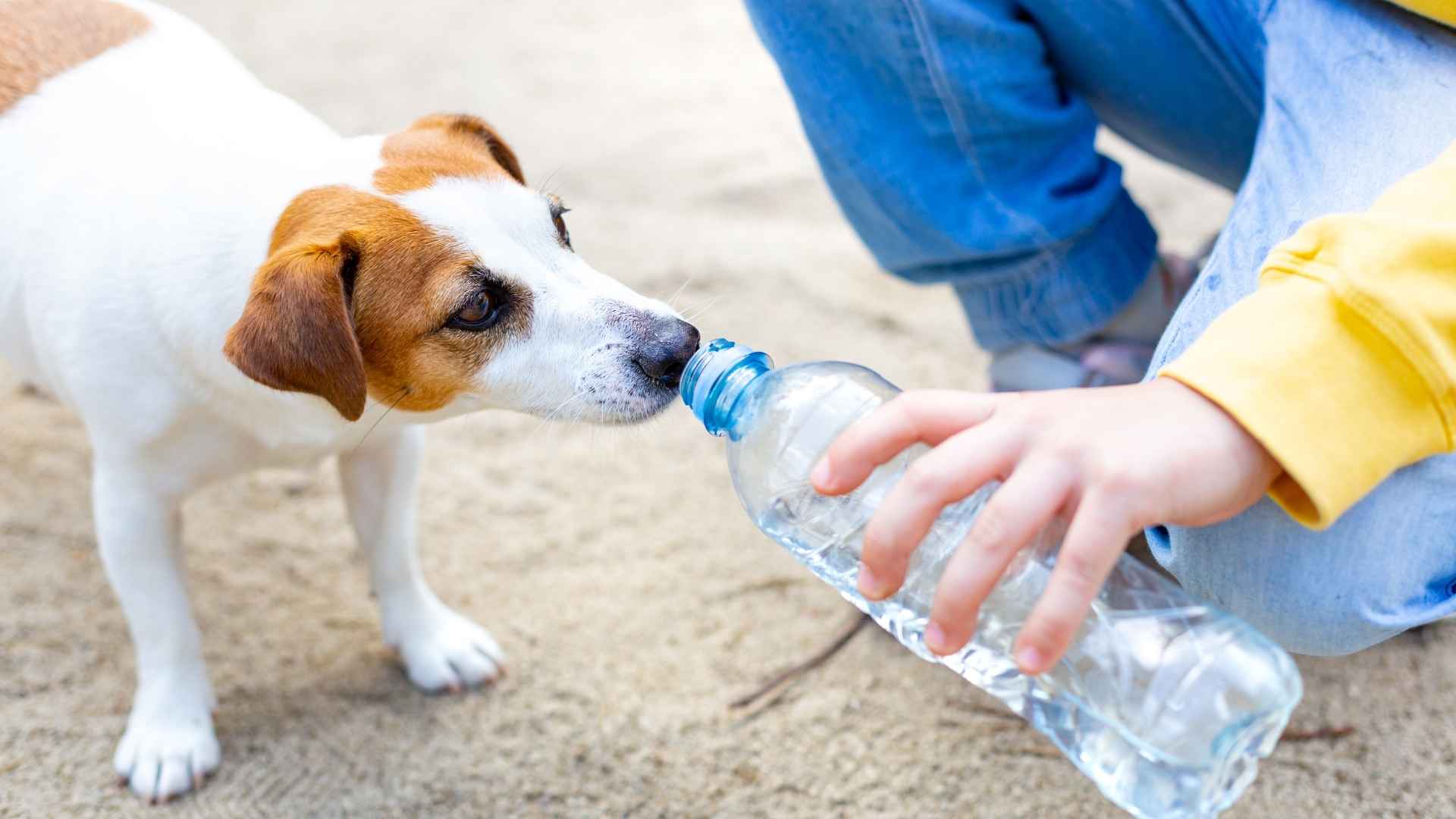 7 Dog Breeds That Smell Contaminated Drinking Water