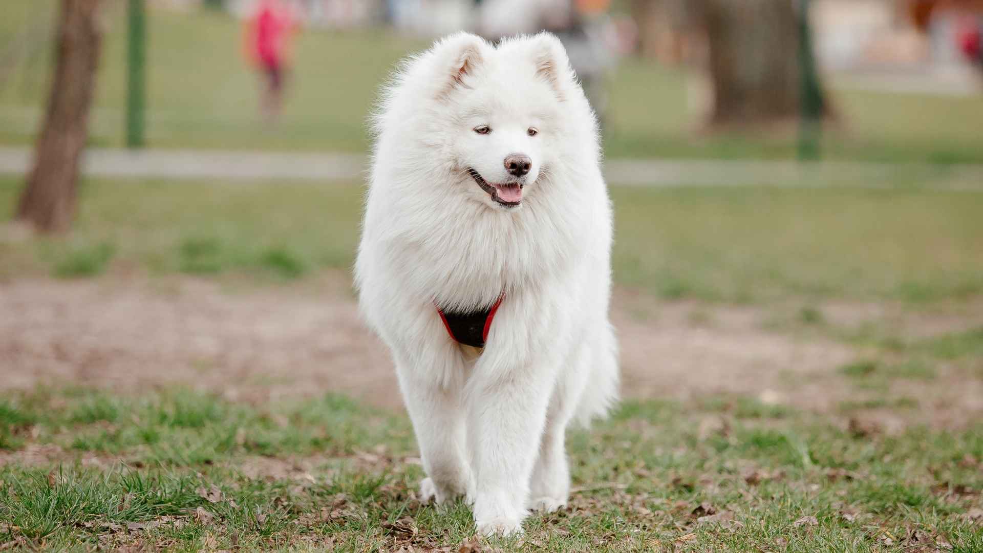 7 Dog Breeds That Smile Like Humans and Bring Joy to Your Home