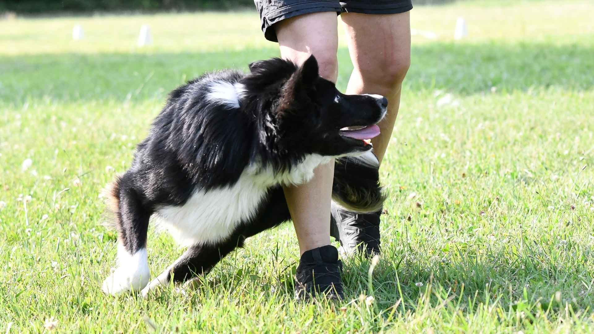 7 Dog Breeds That Spin Around Owners in Excitement