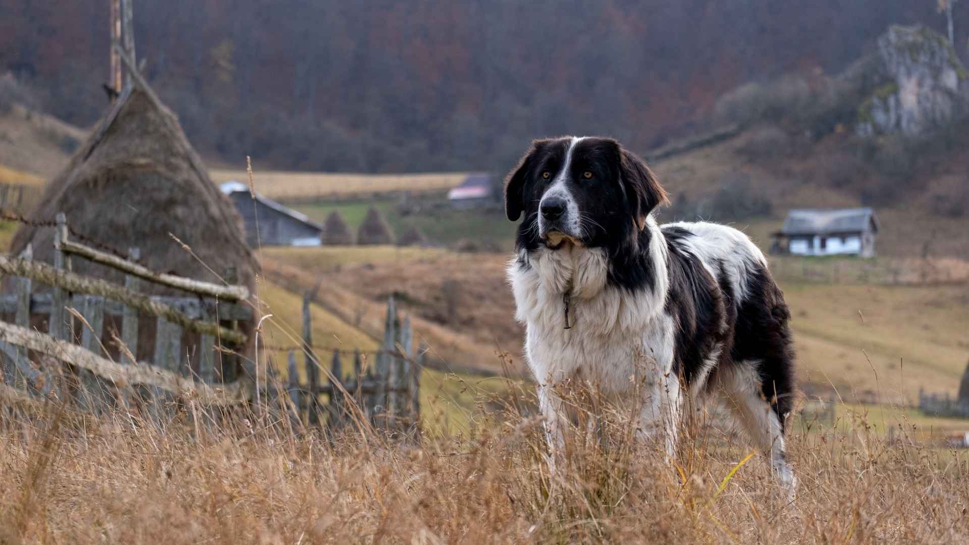 7 Dog Breeds That Stand Against Wild Dogs In Rural Towns