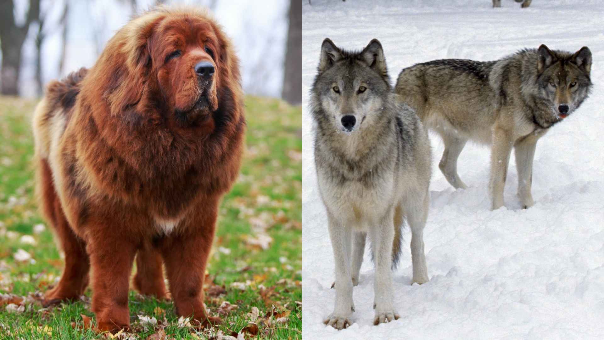 7 Dog Breeds That Stand Strong Even Against Packs of Wolves