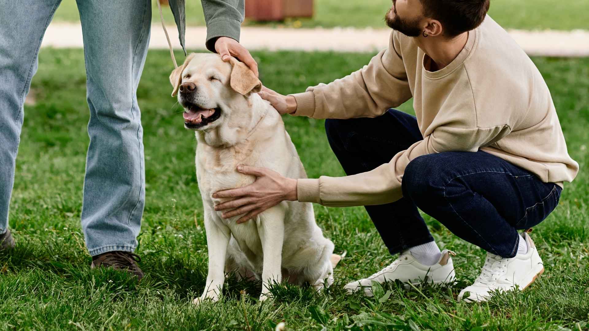7 Dog Breeds That Stay Calm Around Owners' Friends Only