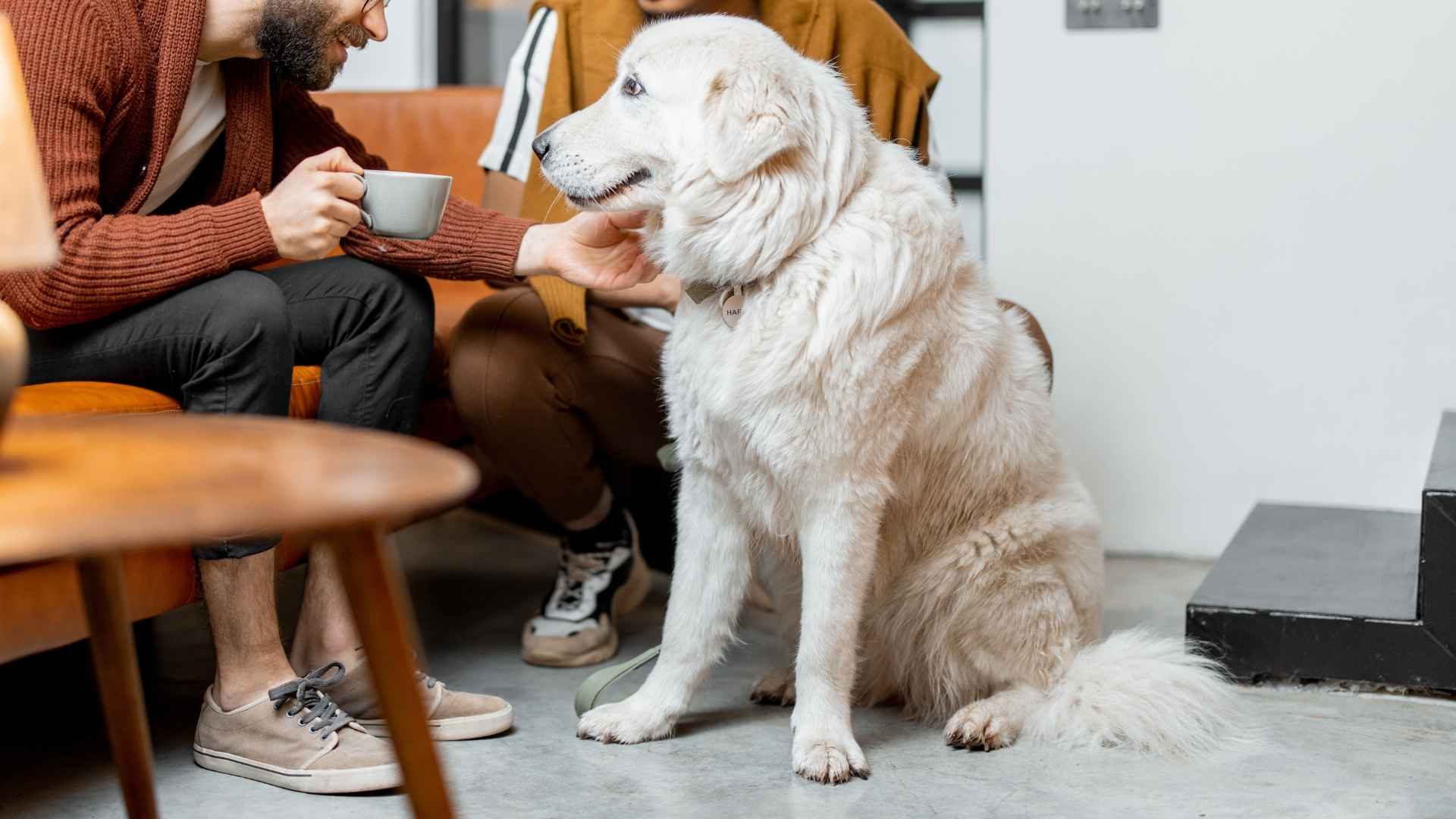 7 Dog Breeds That Stay Calm Even When Guests Visit
