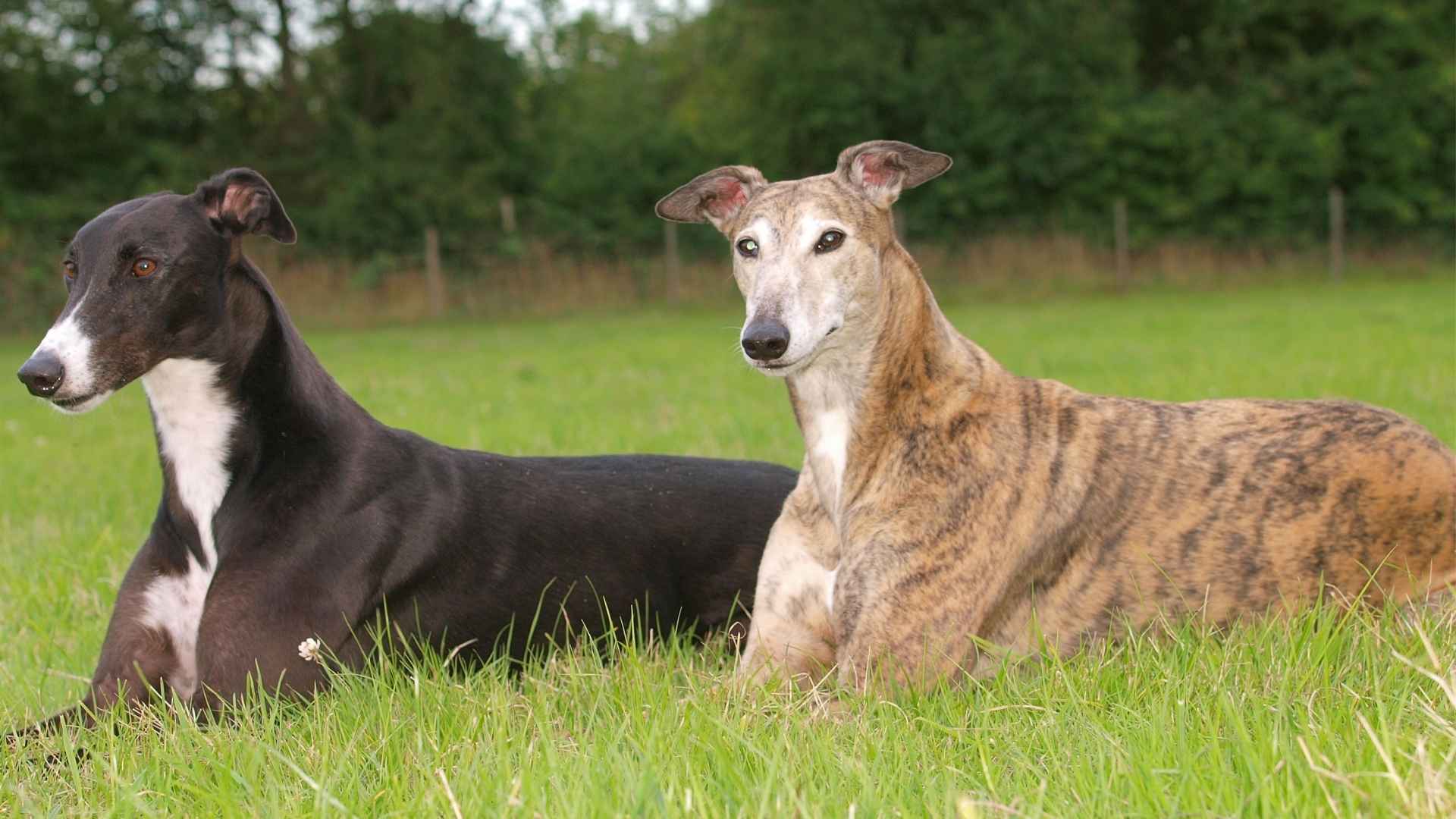 7 Dog Breeds That Stay Calm Even When Other Pets Fight