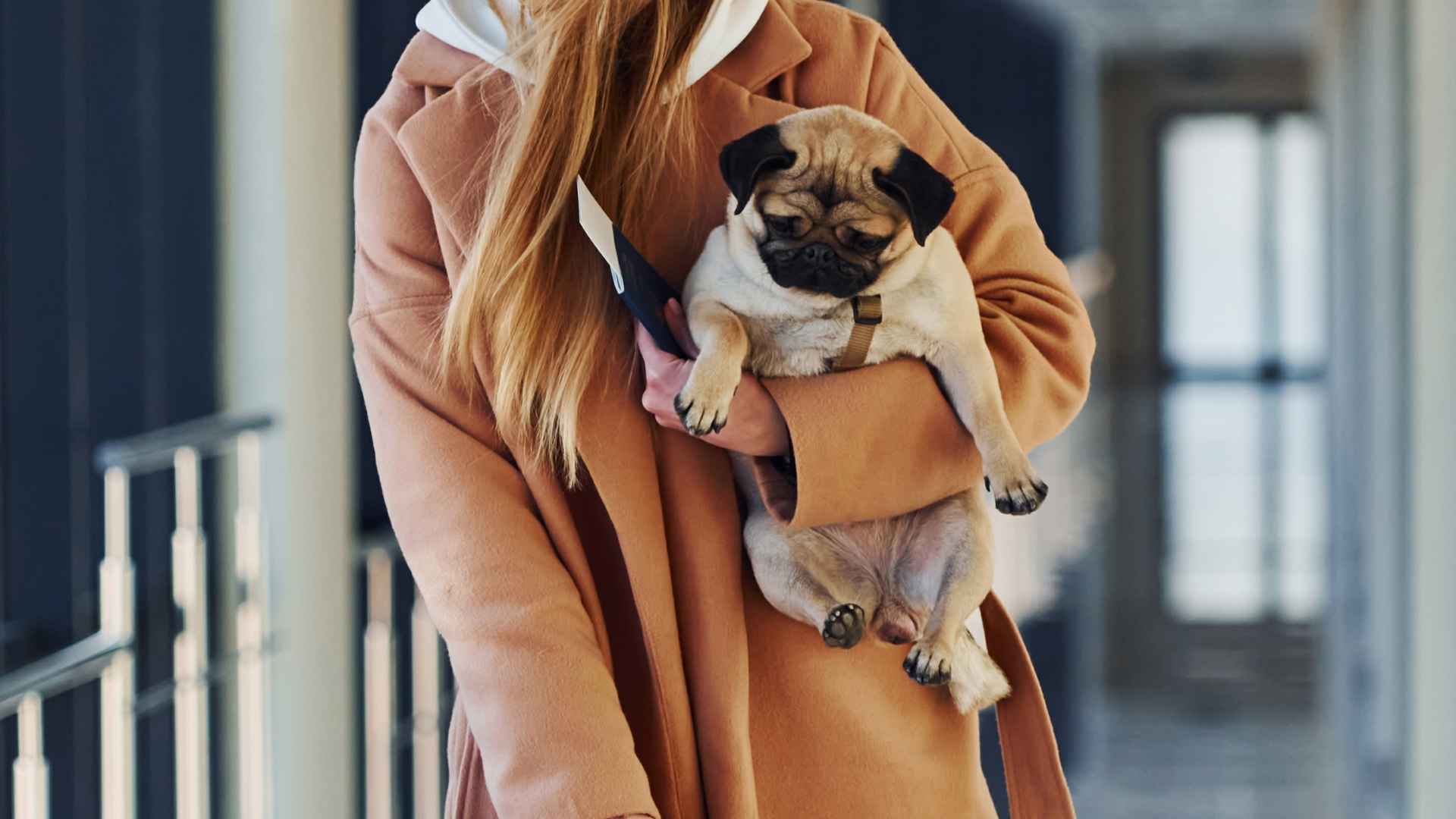 7 Dog Breeds That Stay Calm When Passing Security Checks