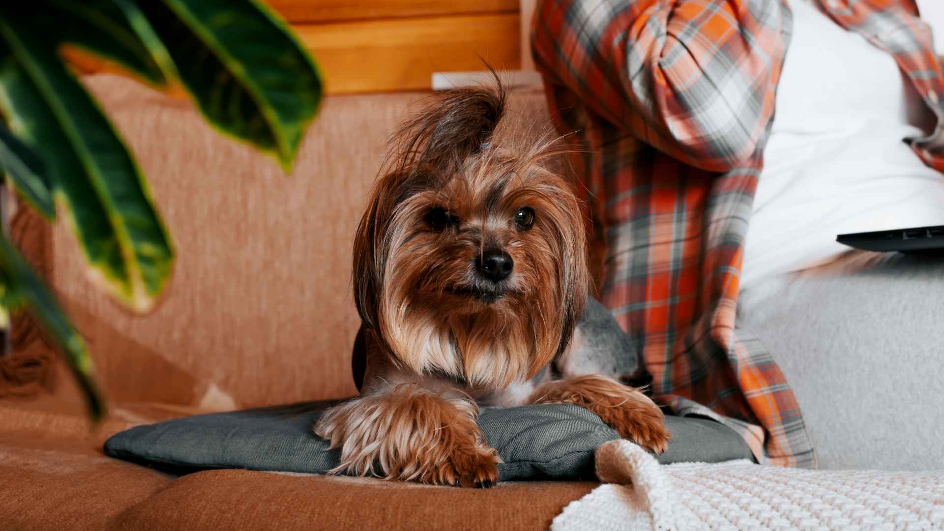 7 Dog Breeds That Stay Calm With Busy New Owners