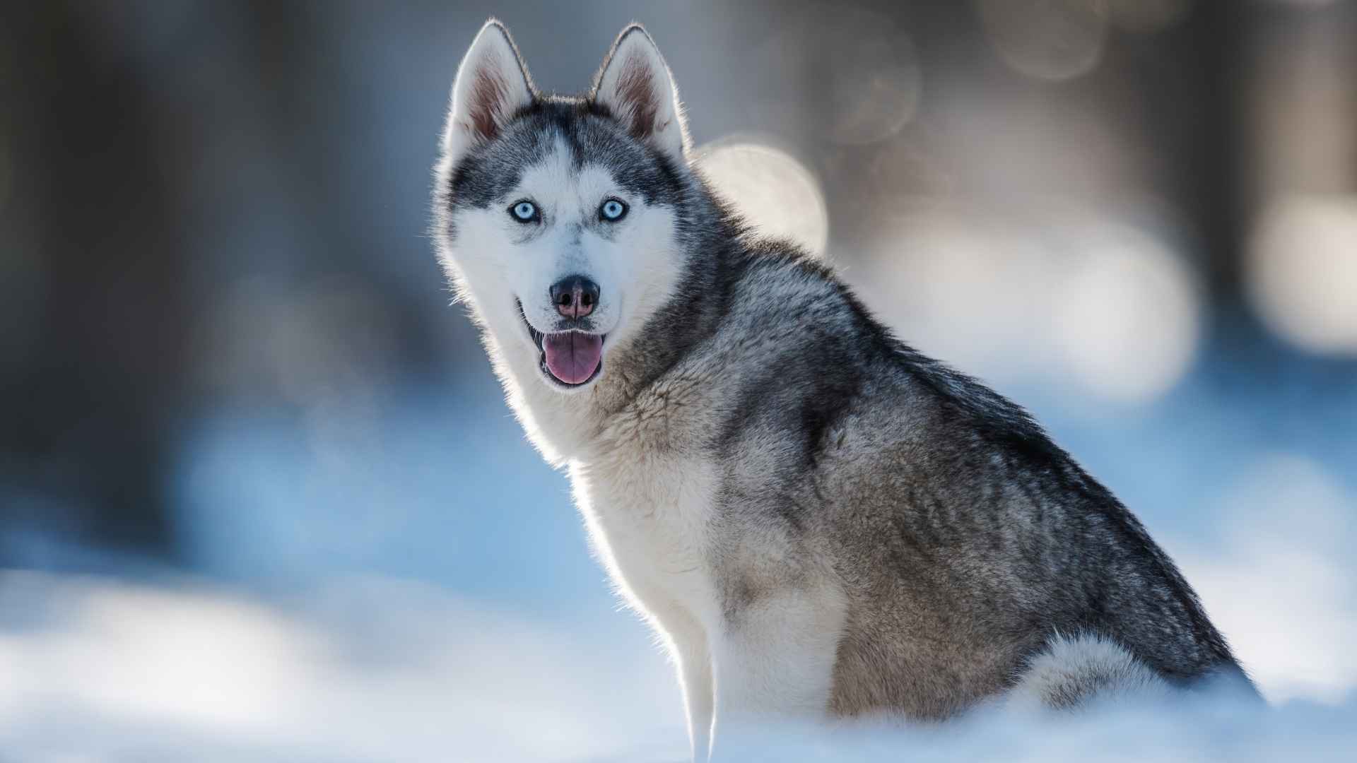7 Dog Breeds That Stay Comfortable In Different Climates