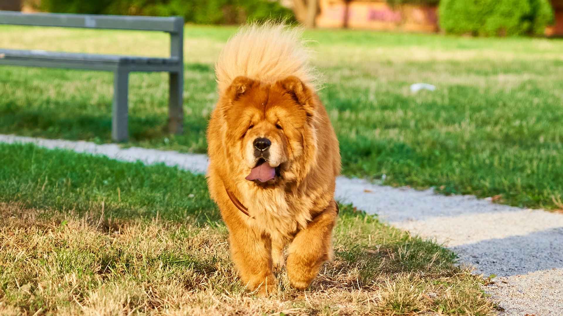 7 Dog Breeds That Stay Content Playing Alone