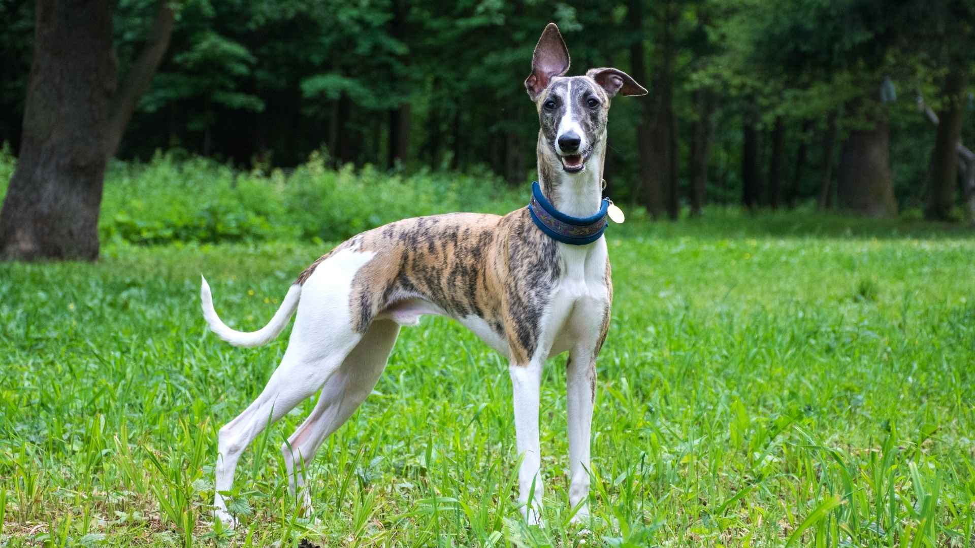 7 Dog Breeds That Stay Cool Even During Summer Treks