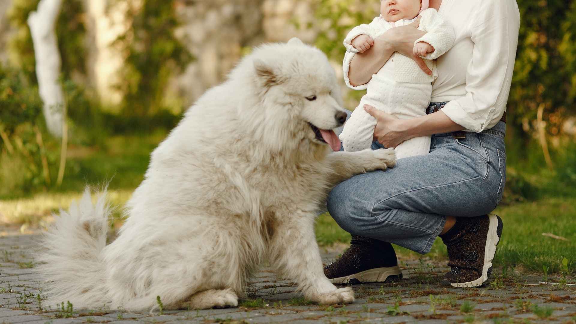 7 Dog Breeds That Stay Gentle With Newborns Instantly