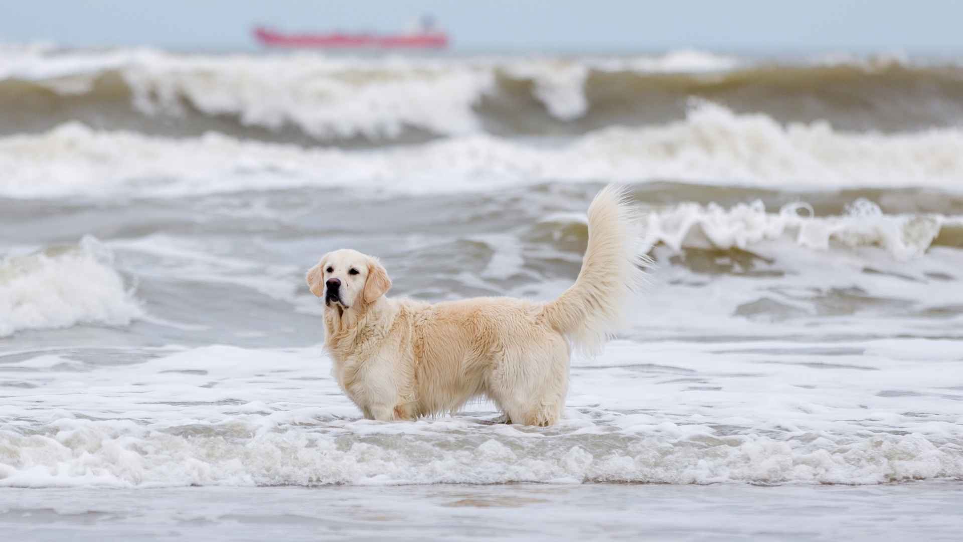 7 Dog Breeds That Stay Playful Even in Tropical Storms