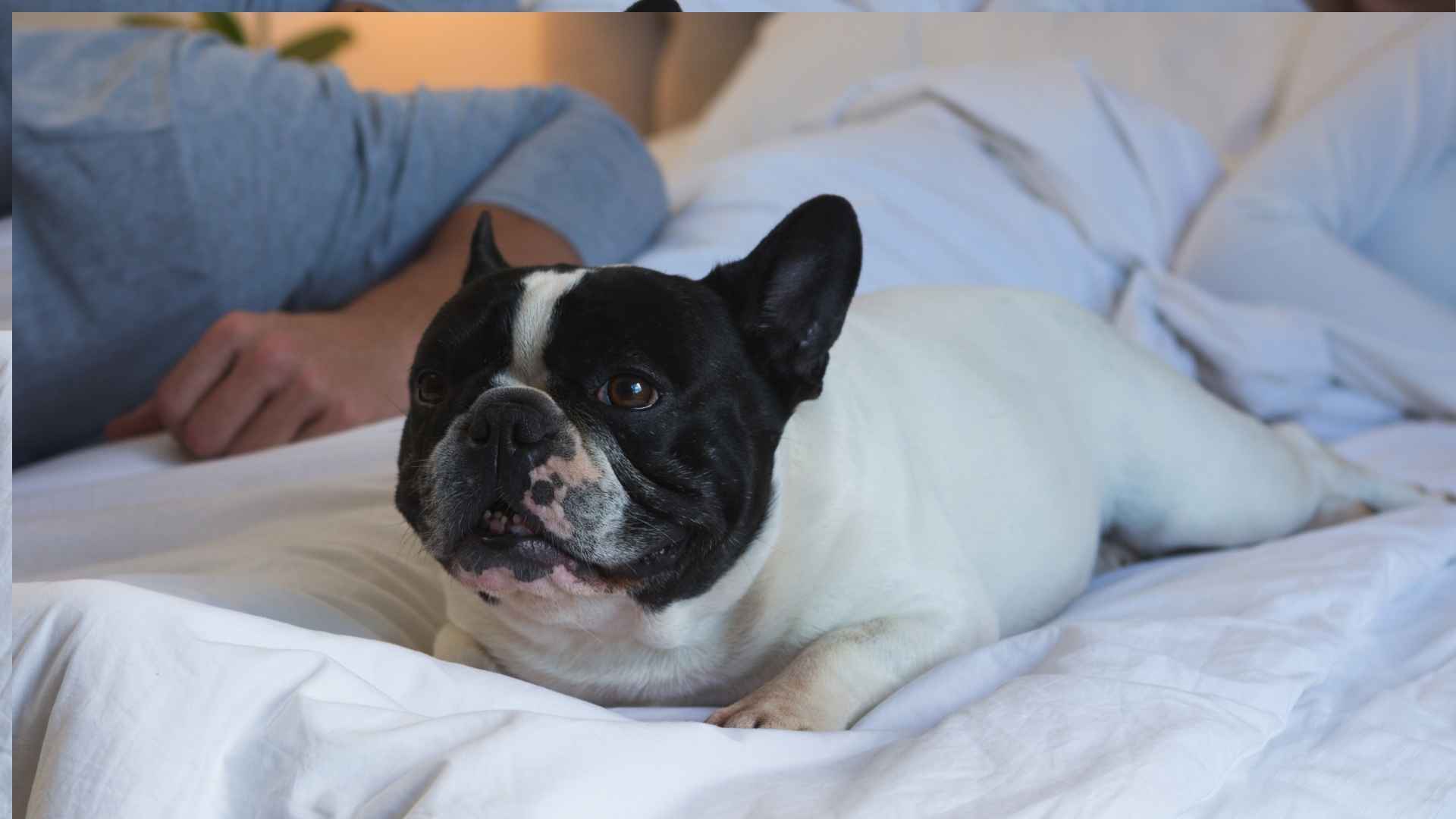 7 Dog Breeds That Stay Quiet Even in Pet-Friendly Hotels