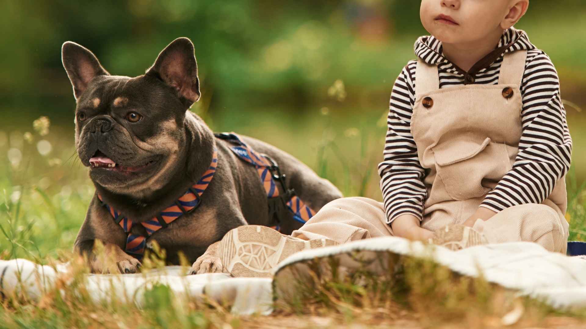 7 Dog Breeds That Stay Relaxed With Loud Kids’ Play