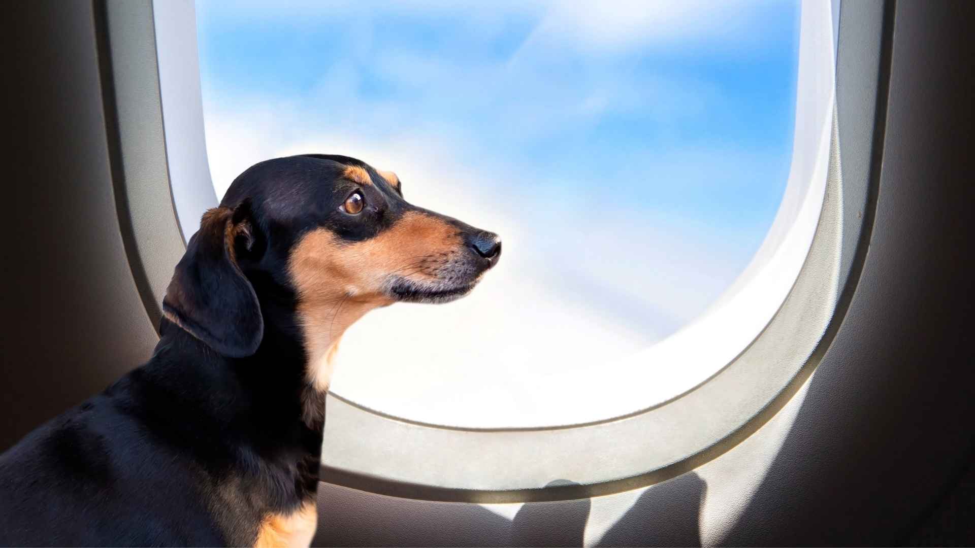 7 Dog Breeds That Stay Silent in Airplanes