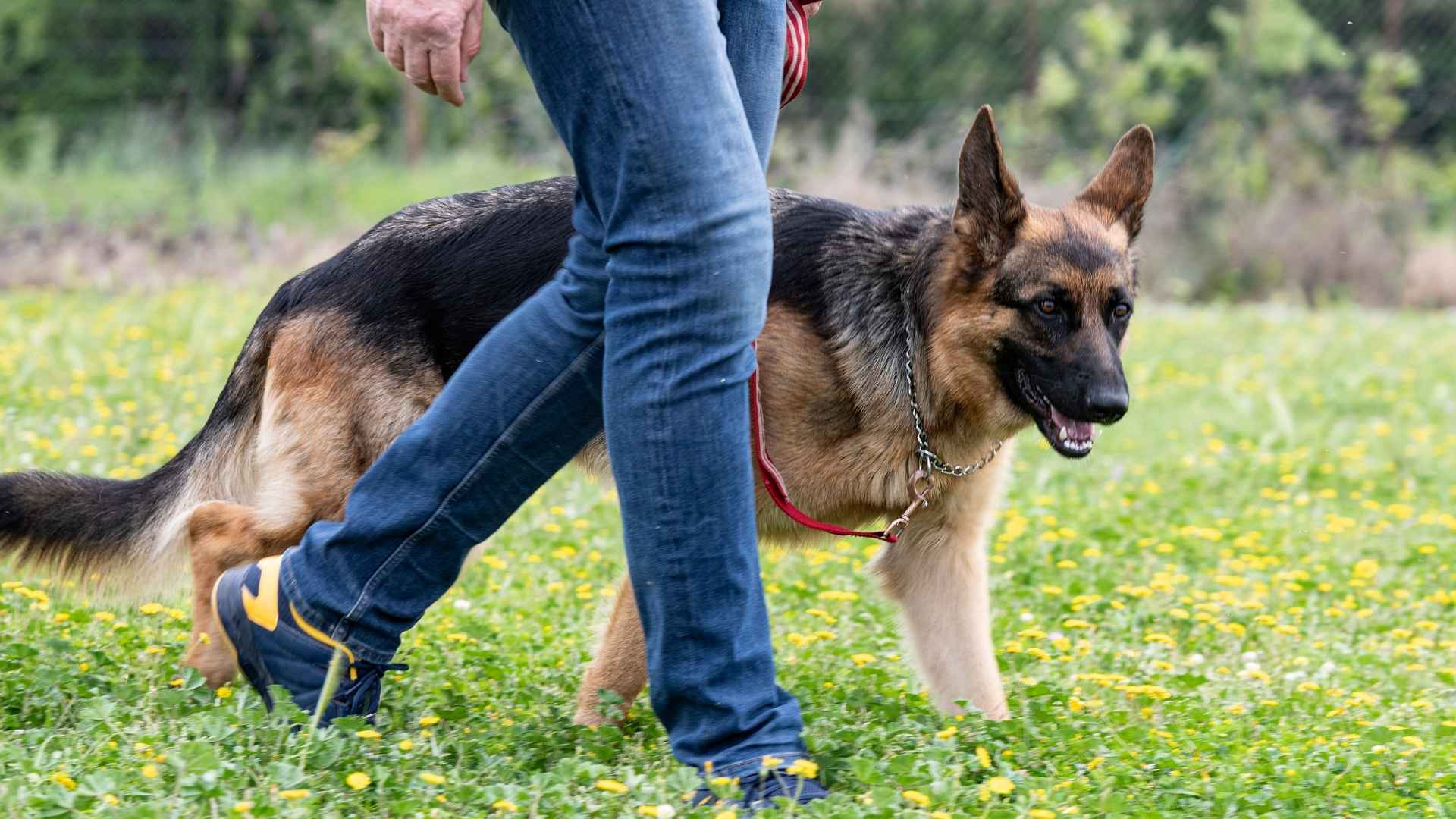 7 Dog Breeds That Stick Around No Matter What