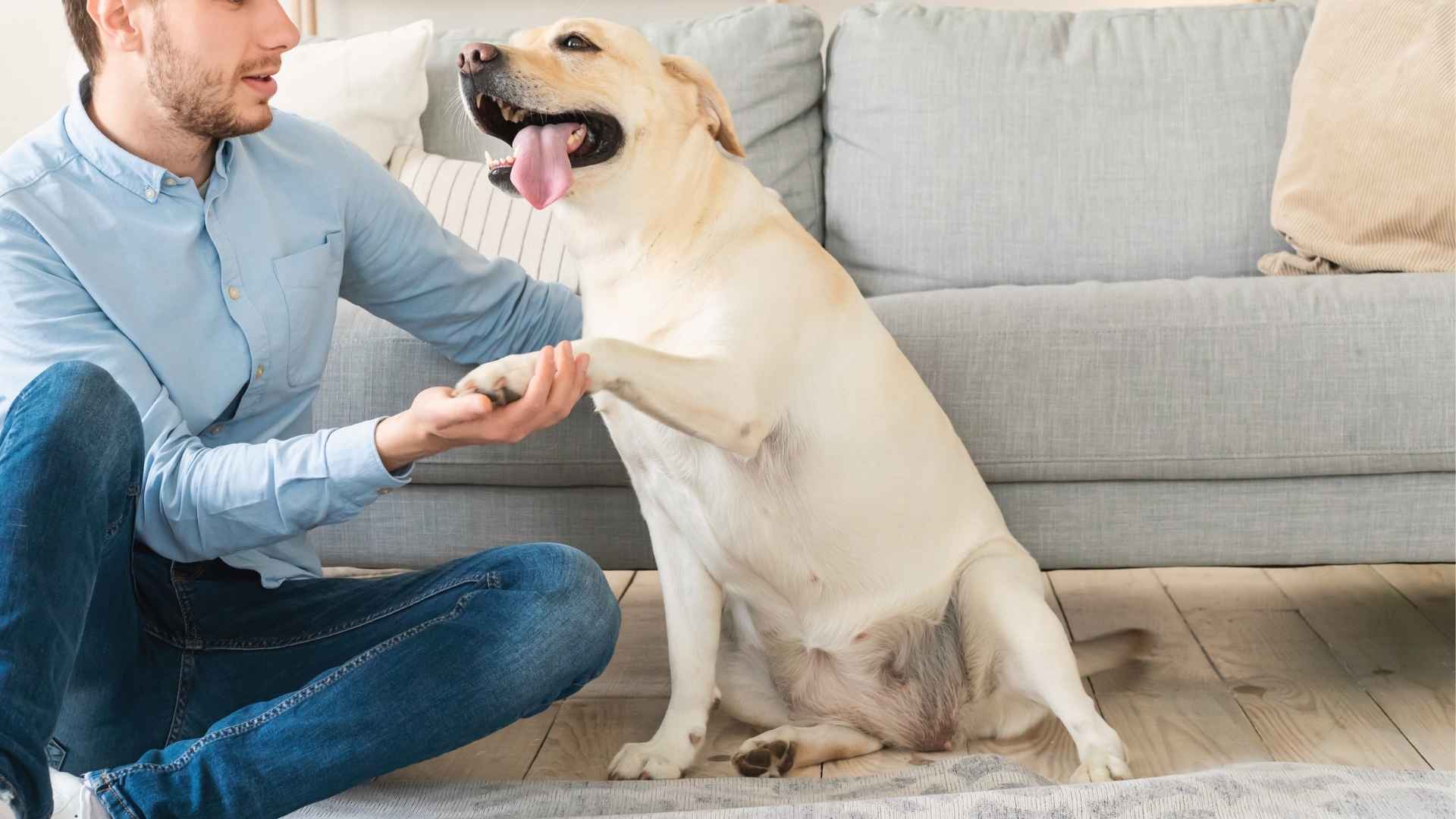 7 Dog Breeds That Tap Owners With Paw for More Cuddles