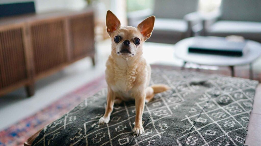 7 Dog Breeds That Thrive With Minimal Effort - Small Dog Breeds For Minimal Care